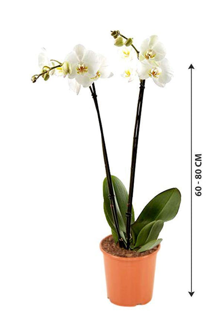 Orchid - Phalaenopsis - Plantsworld.ae - {{ varient.name }}