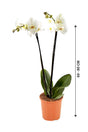 Orchid - Phalaenopsis - Plantsworld.ae - {{ varient.name }}
