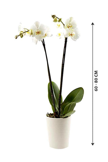 Orchid - Phalaenopsis - Plantsworld.ae - {{ varient.name }}