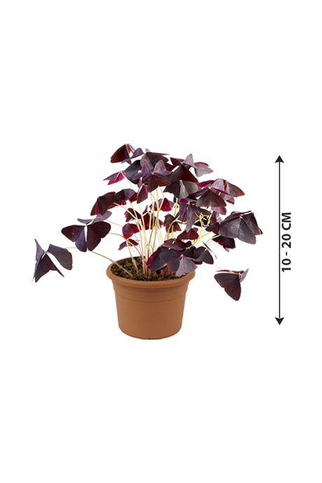 Oxalis Triangularis - False Shamrock