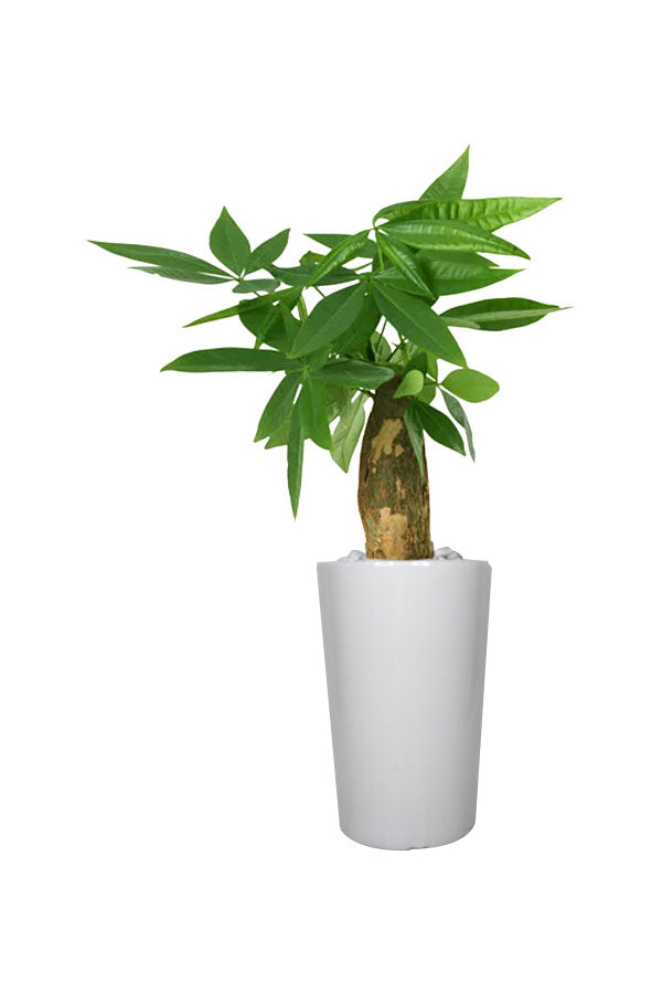 Diamond Office Combo Package