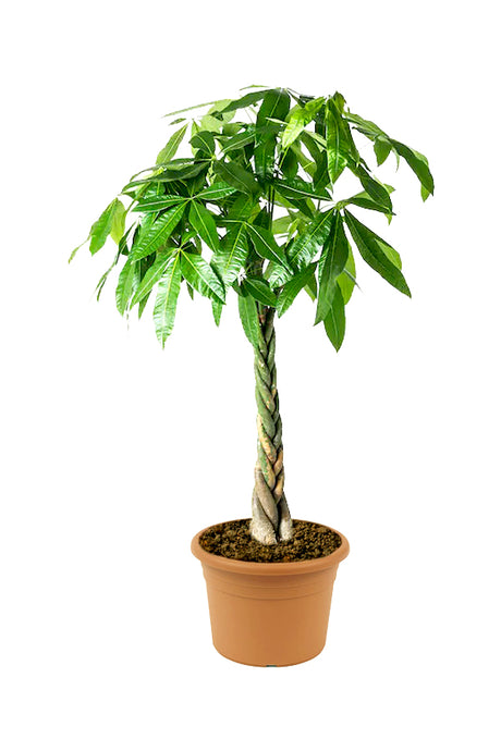 Pachira Twisted - Money Tree