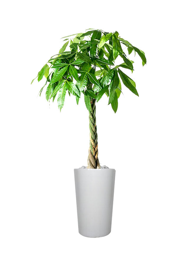 Pachira Twisted Money Tree – Lucky Office Plant with Elegant Twisted Trunks