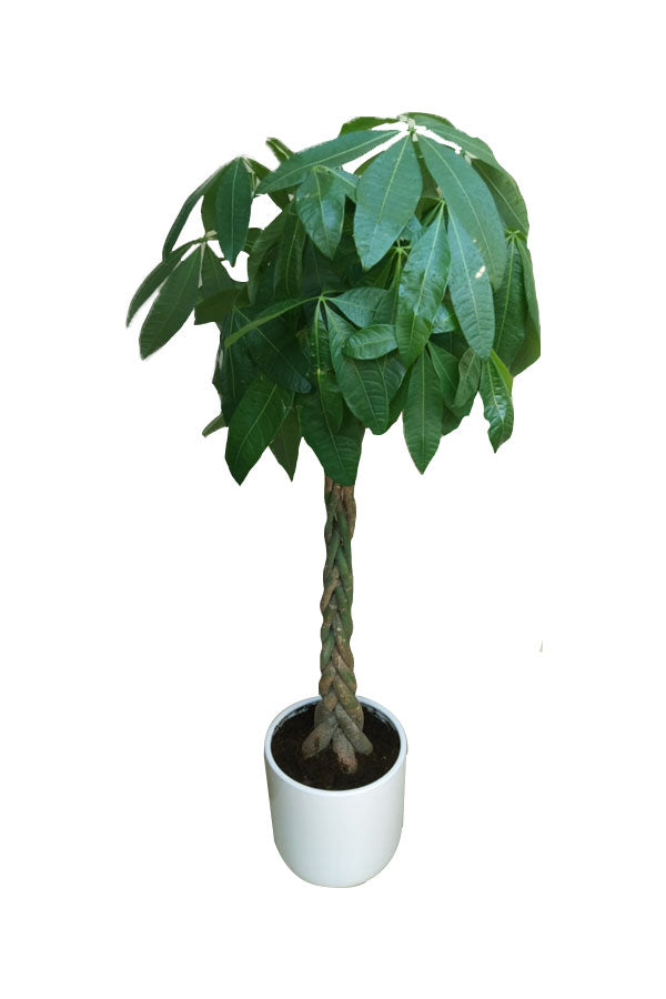 Pachira Twisted - Money Tree