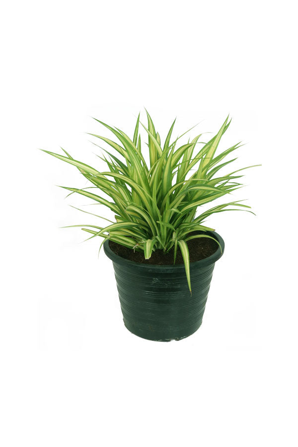 Pandanus indoor plant with long, green spiky leaves in a stylish pot