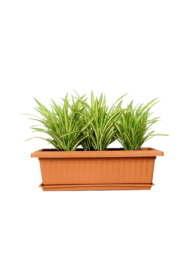 Pandanus - Screw Pine Plant