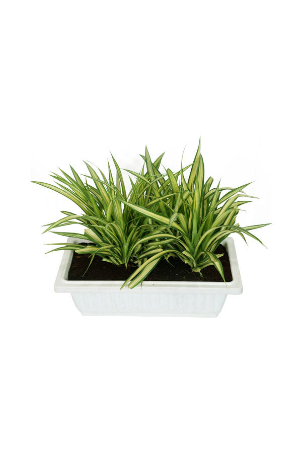 Pandanus - Screw Pine Plant