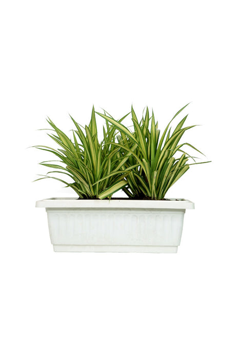 Pandanus – Screw Pine Plant with long, spiraled green leaves in a modern pot, ideal for indoor and outdoor decor.