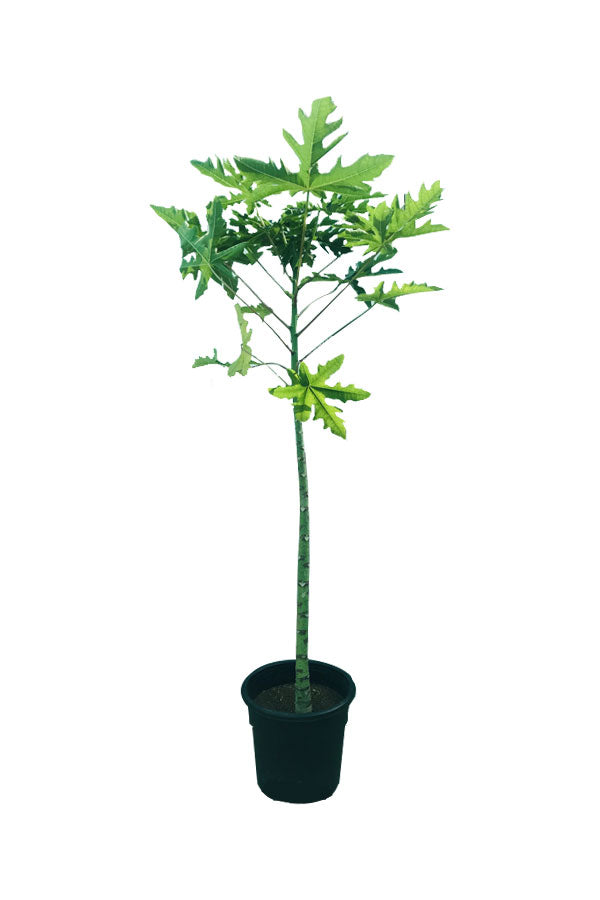 Healthy Papaya Outdoor Fruit Plant with ripe papayas available at Plantsworld.ae