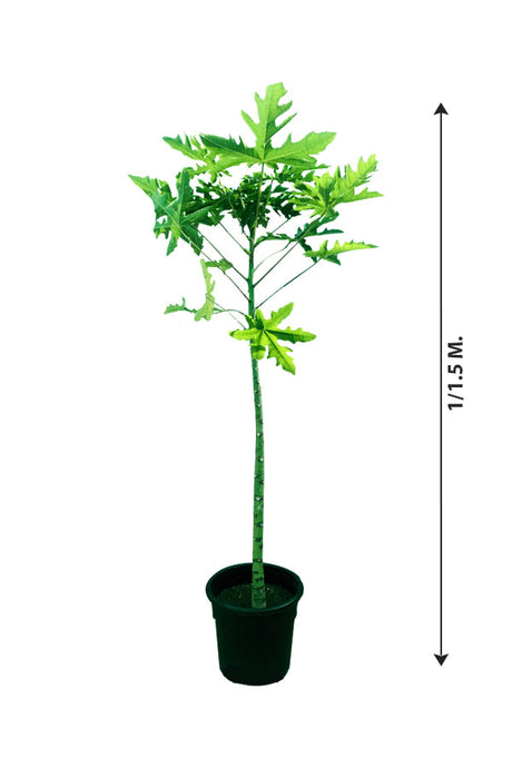 Papaya – Carica papaya Fruit Plant