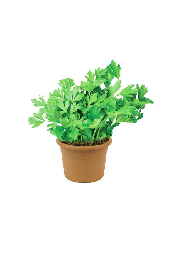 Parsley-Apium - Parsley-Apium - Plantsworld.ae
