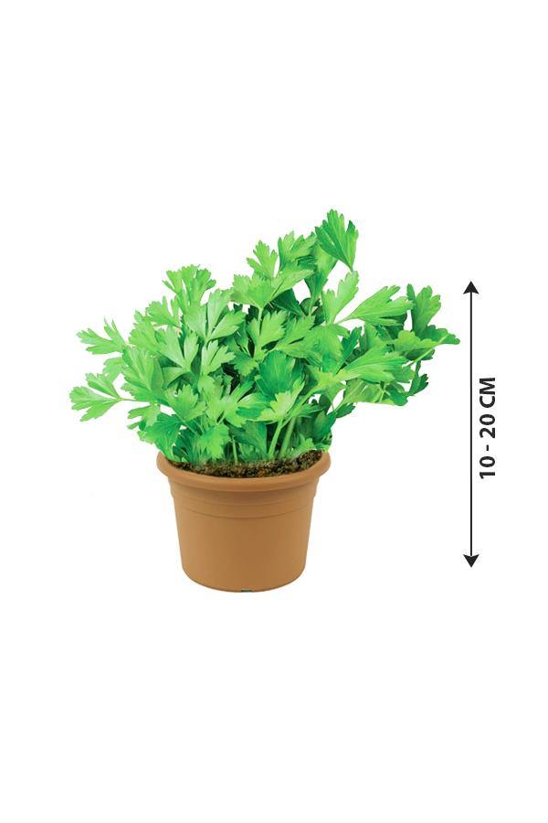 Parsley-Apium - Parsley-Apium - Plantsworld.ae