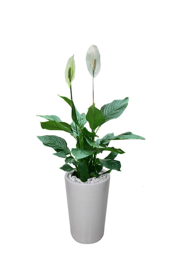Pachira Twisted Money Tree – Lucky Office Plant with Elegant Twisted Trunks