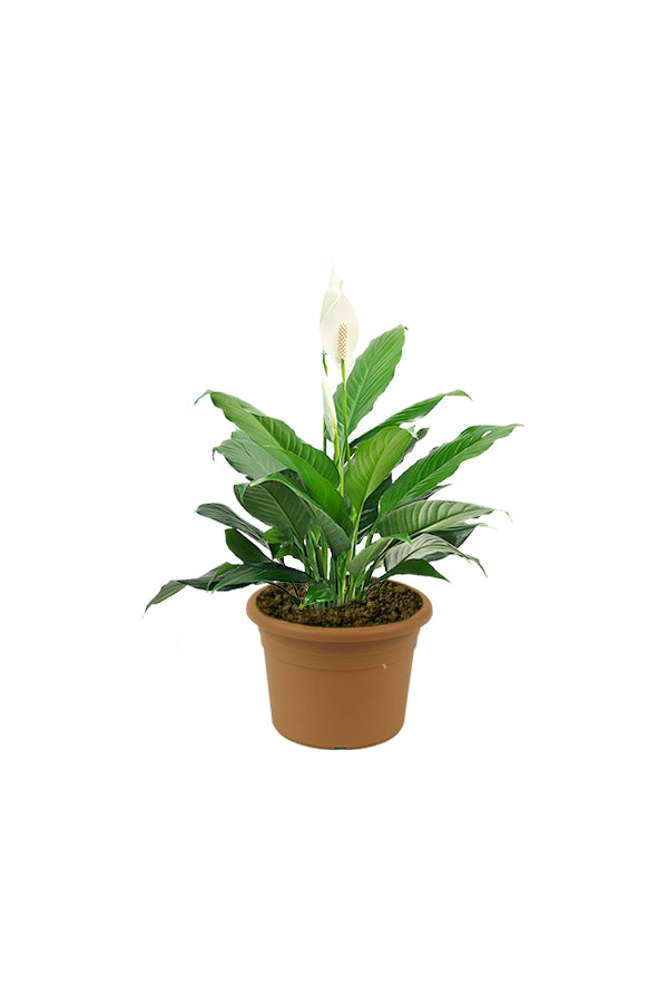 Peace Lily - Spathiphyllum