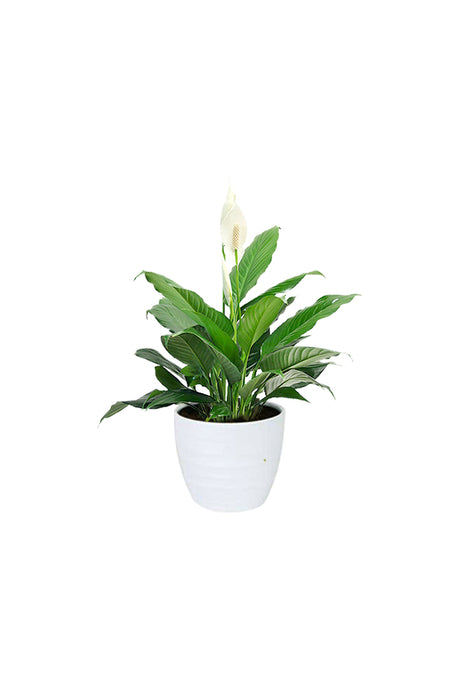 Peace Lily - Spathiphyllum in White Ceramic Pot, a stunning air-purifying indoor plant with elegant white blooms, ideal for home or office décor