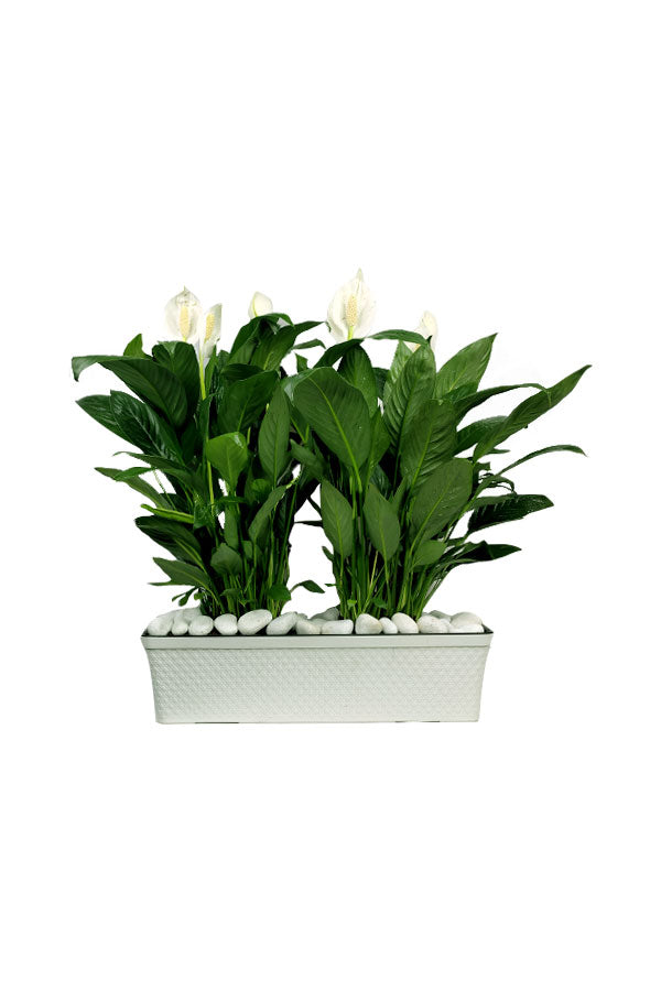 Peace Lily - Spathiphyllum in Rectangular Pot, an elegant air-purifying indoor plant with white blooms, perfect for home and office décor