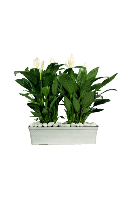 Peace Lily - Spathiphyllum in Rectangular Pot, an elegant air-purifying indoor plant with white blooms, perfect for home and office décor