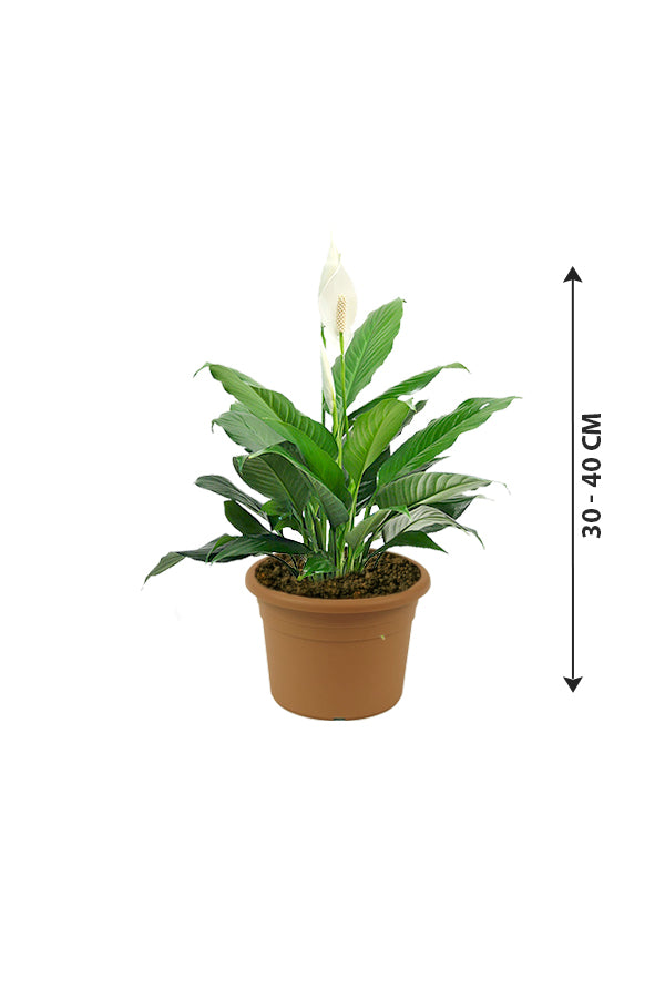 Peace Lily - Spathiphyllum