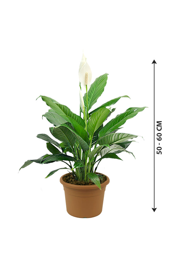 Peace Lily - Spathiphyllum