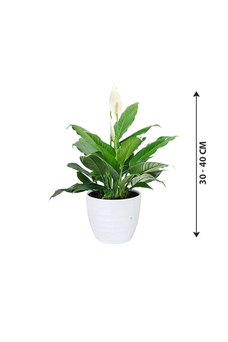 Peace Lily - Spathiphyllum