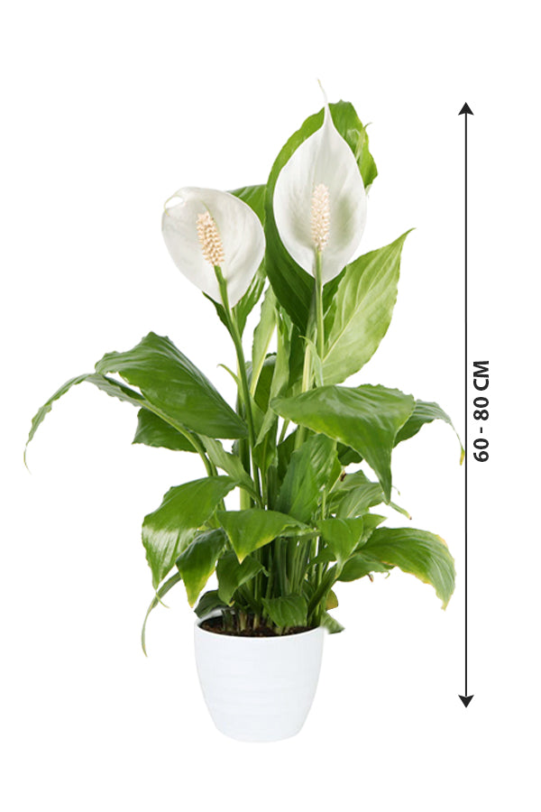 Peace Lily - Spathiphyllum