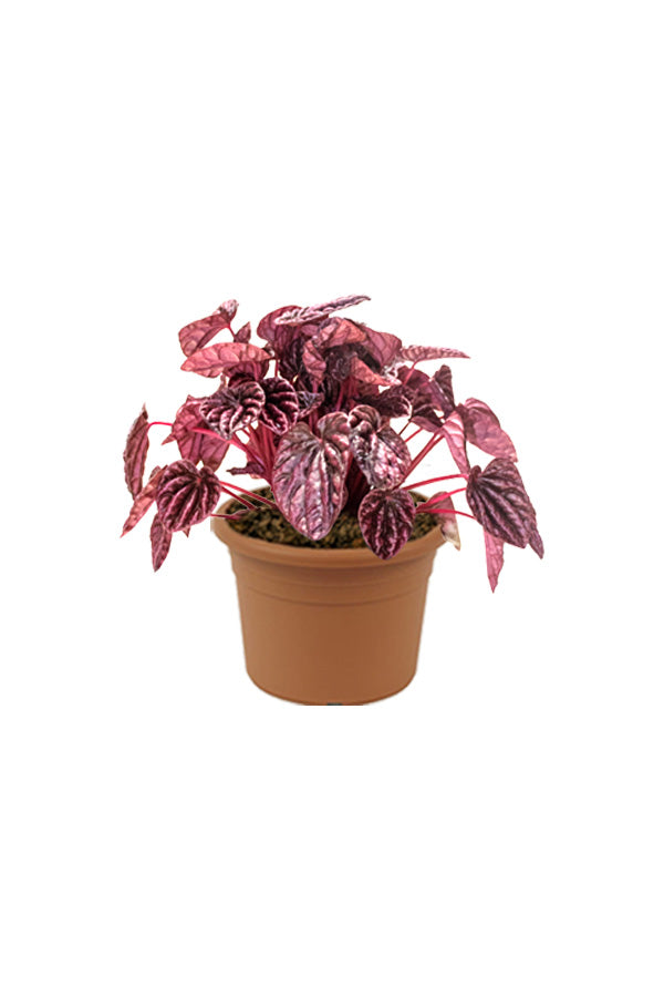 Red Luna - Peperomia Caperata