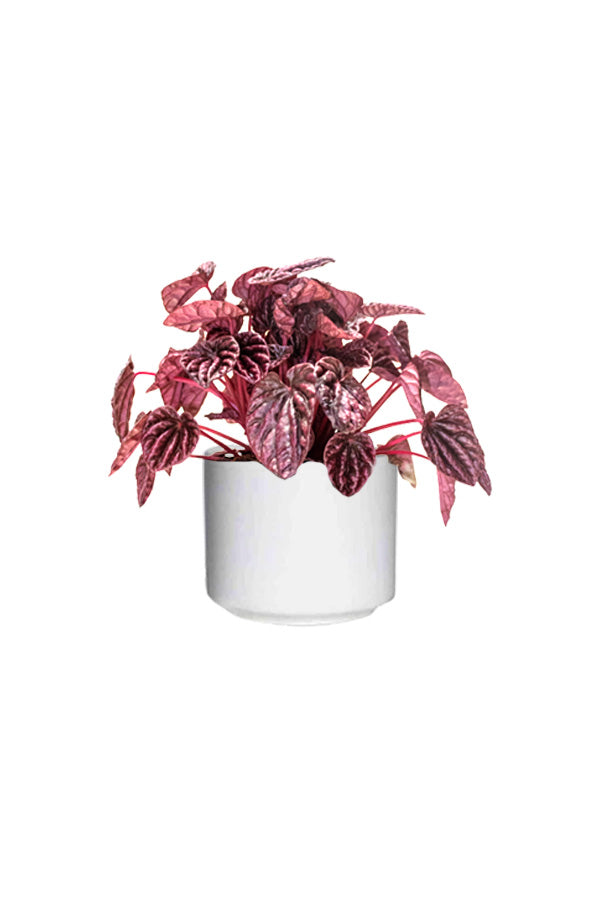 Red Luna - Peperomia Caperata