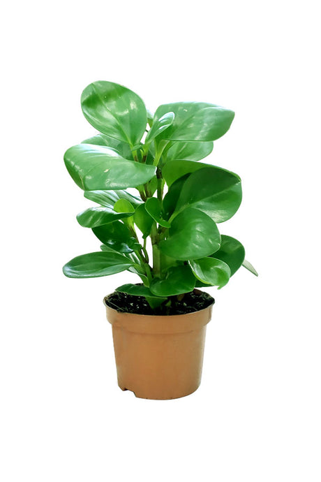 Peperomia Obtusifolia - Ornamental Plant