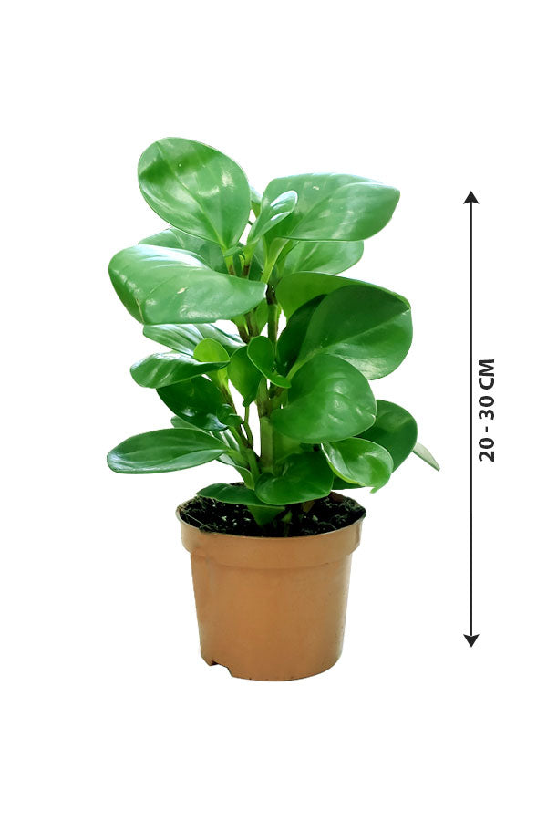 Peperomia Obtusifolia - Ornamental Plant