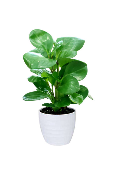 Peperomia Obtusifolia Ornamental Plant with glossy green leaves in a white ceramic pot