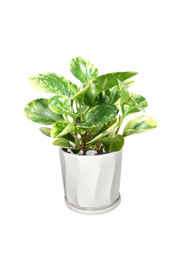 Peperomia White Marble - Office Table Top Plant