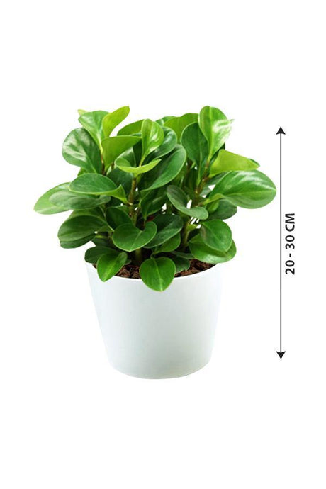 Peperomia Obtusifolia - Plantsworld.ae - {{ varient.name }}