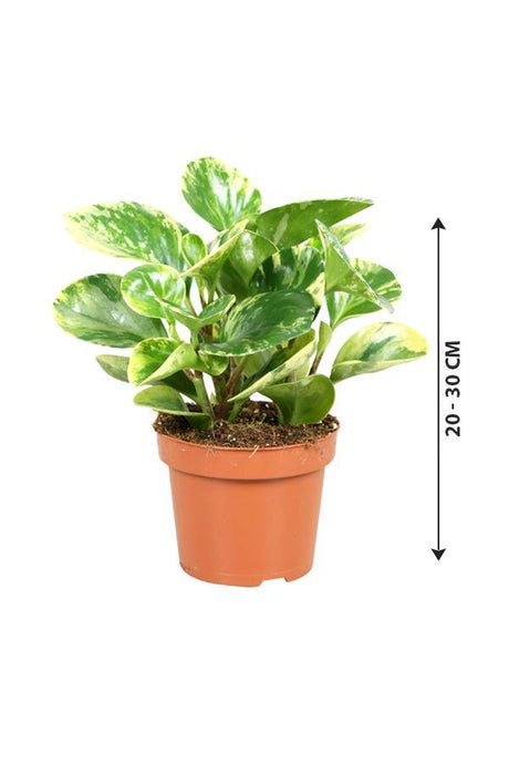 Peperomia White Marble-Variegated peperomia - Plantsworld.ae - {{ varient.name }}