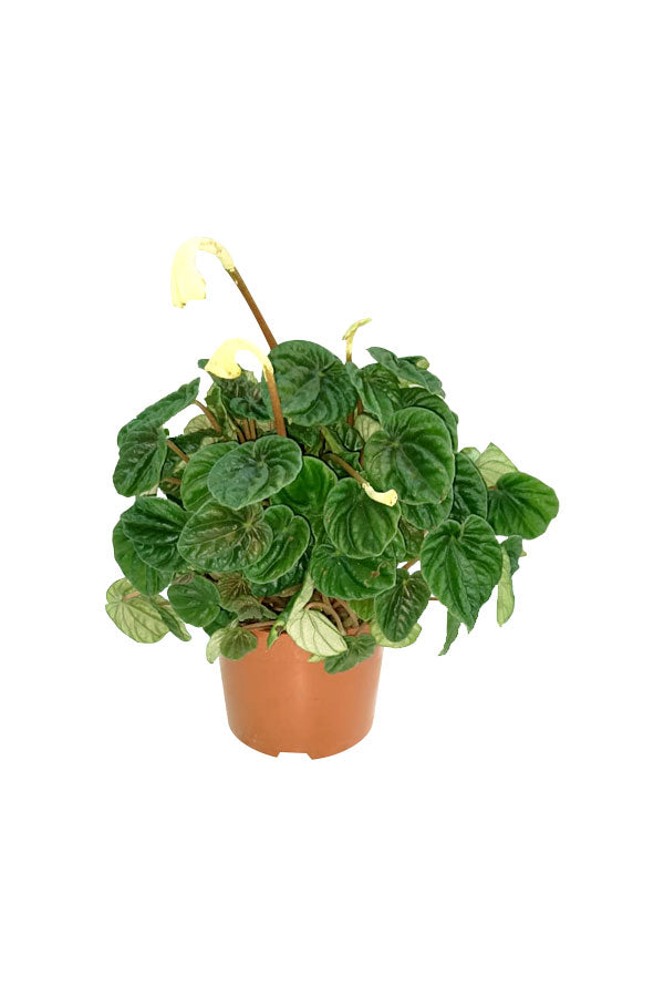 Peperomia Ripple – Compact Indoor Plant with Textured Foliage in Pot