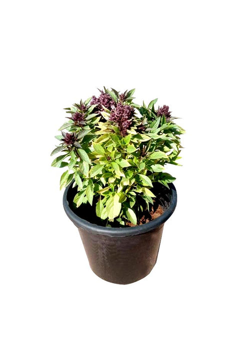 Persian Basil - Ocimum basilicum Outdoor Herb Plant for Gardens