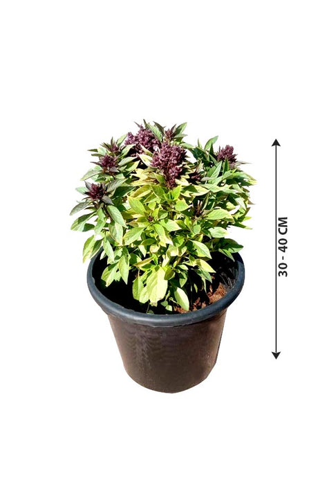Persian Basil - Ocimum basilicum