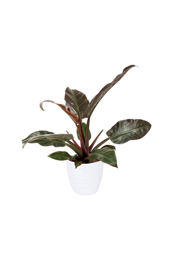 Philodendron-imperial Red-air purifying houseplant - Plantsworld.ae - {{ varient.name }}