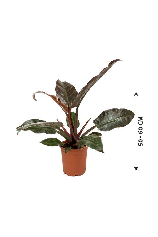 Philodendron-imperial Red-air purifying houseplant - Plantsworld.ae - {{ varient.name }}