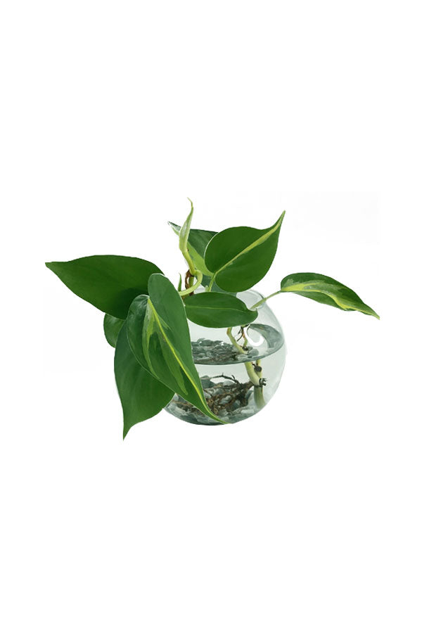 Philodendron Brazil (Philodendron Hederaceum) with variegated green and yellow leaves - Water Plant for Indoor Décor