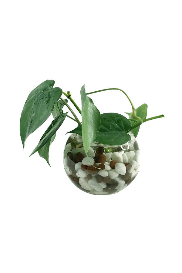 Philodendron Scandens -Water Plant