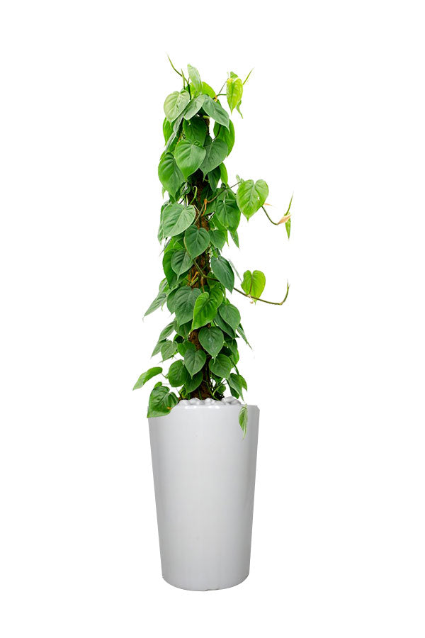Pachira Twisted Money Tree – Lucky Office Plant with Elegant Twisted Trunks
