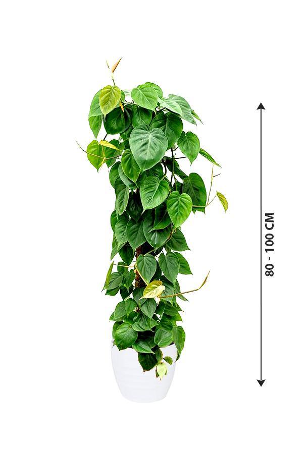 Philodendron Scandens - Air Purifying Houseplant - Plantsworld.ae - {{ varient.name }}