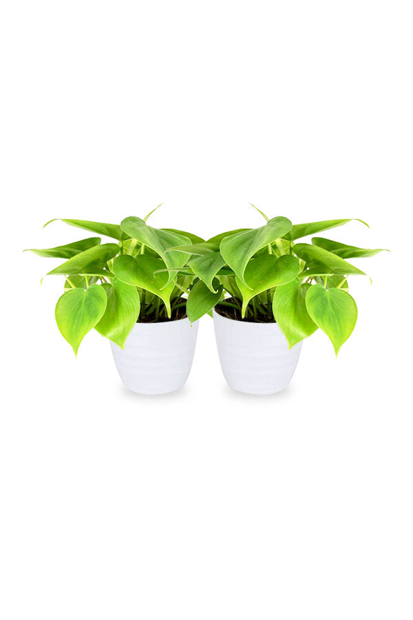 Buy One Get One Free Philodendron Small Air Purifying Indoor Plant - PlantsWorld.ae