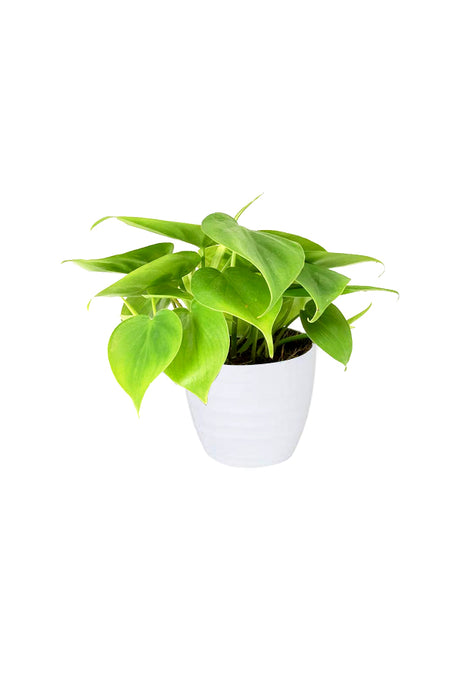 Philodendron Scandens Small indoor plant with heart-shaped leaves and trailing vines