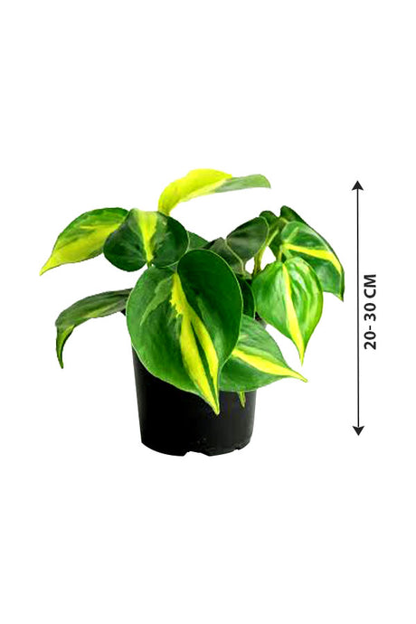 Philodendron Brazil (Heart leaf Philodendron)