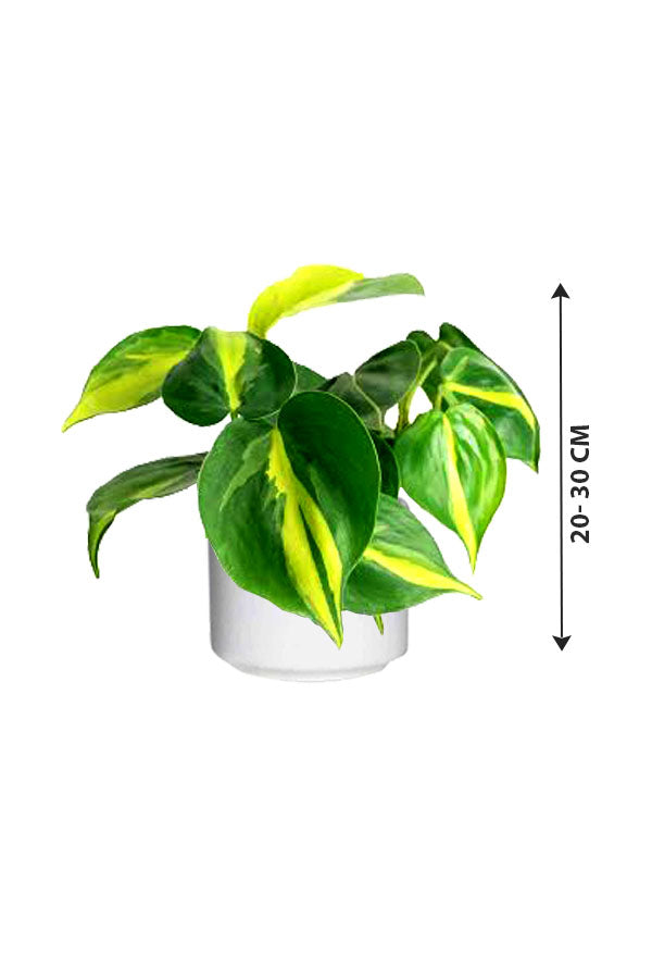 Philodendron Brazil (Heart leaf Philodendron)