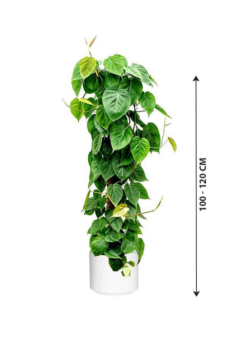 Philodendron Scandens - Air Purifying Houseplant - Plantsworld.ae - {{ varient.name }}