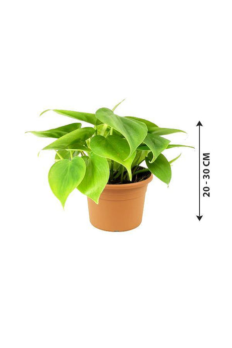 Philodendron Small-air purifying indoor plant - Plantsworld.ae - {{ varient.name }}