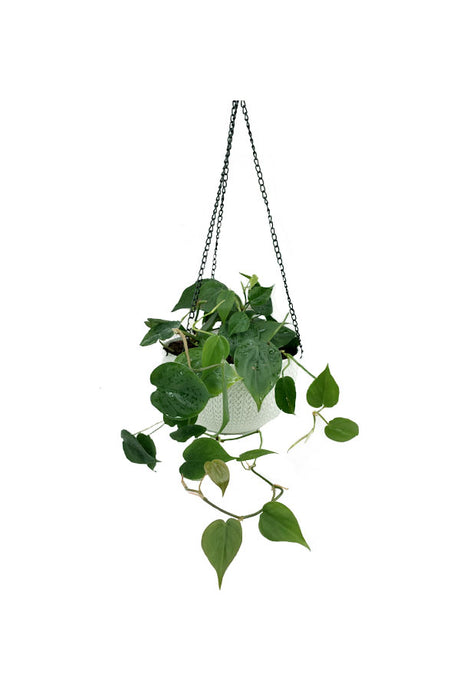 Philodendron Brazil - Hanging