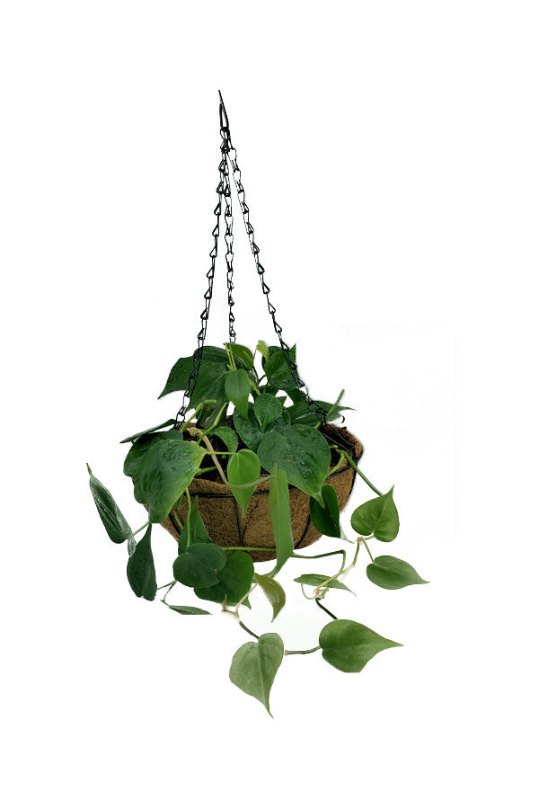 Philodendron Brazil - Hanging